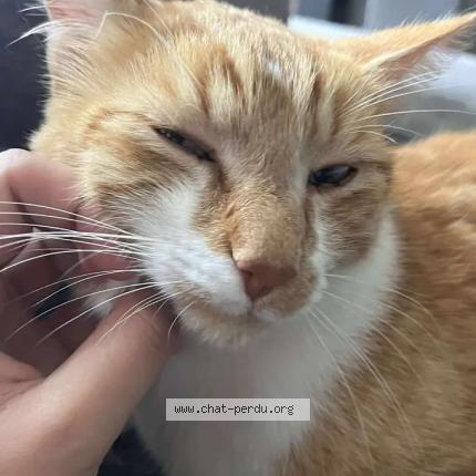 Foto 1/1 moncha.caramel Chat perdido en Vesoul