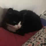 Foto del gato perdido en Gannat