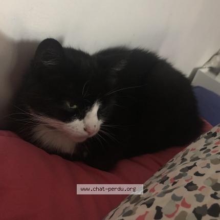 Foto 1/1 Cannelle Chat perdido en Gannat