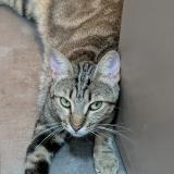 Foto del gato perdido en Aix En Provence