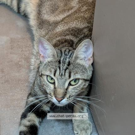 Foto 1/1 Géraldine Chat perdido en Aix en provence