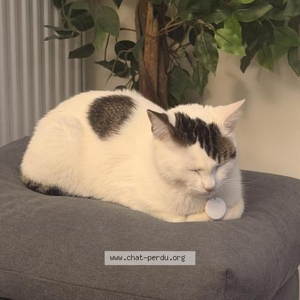 Foto 1/1 Nox Chat perdido en Blainville sur orne