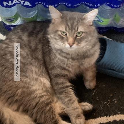 Foto 1/1 Cashemere Chat perdido en Laval