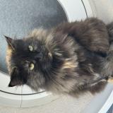 Foto del gato perdido en La Rochelle