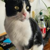 Foto del gato perdido en Prilly