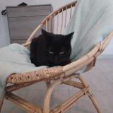 Foto del gato perdido en Hambers