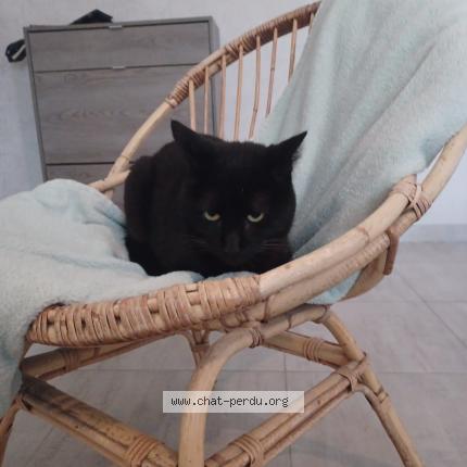 Foto 1/1 Albus Chat perdido en Hambers