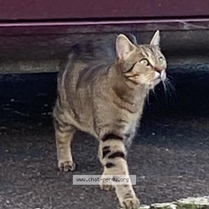 Foto 1/1 Gato encontrado Encontrado en La charite sur loire
