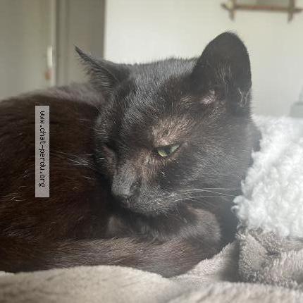 Foto 1/2 Filou Chat perdido en Saint jean de la ruelle