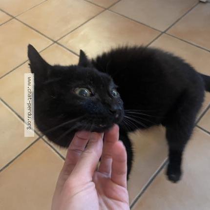 Foto 2/2 Filou Chat perdido en Saint jean de la ruelle