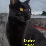 Foto del gato perdido en Lanus