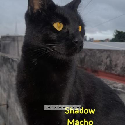 Foto 1/1 Shadow Chat perdido en Lanus