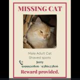 Foto del gato perdido en Ranchi