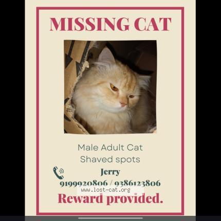 Foto 1/1 Jerry Chat perdido en Ranchi