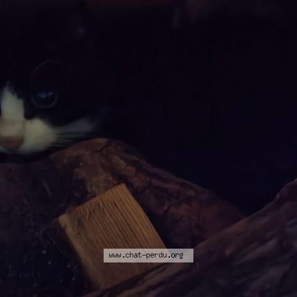 Foto 1/3 Gato encontrado Encontrado en Orvault