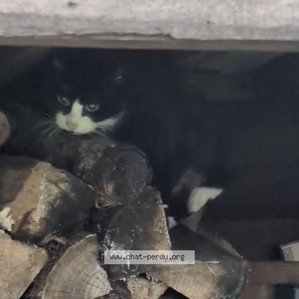 Foto 2/3 Gato encontrado Encontrado en Orvault