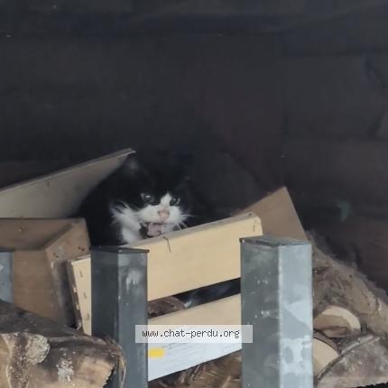 Foto 3/3 Gato encontrado Encontrado en Orvault