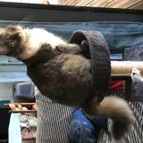 Foto del gato perdido en Brens