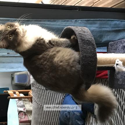 Foto 1/1 Malice Chat perdido en Brens