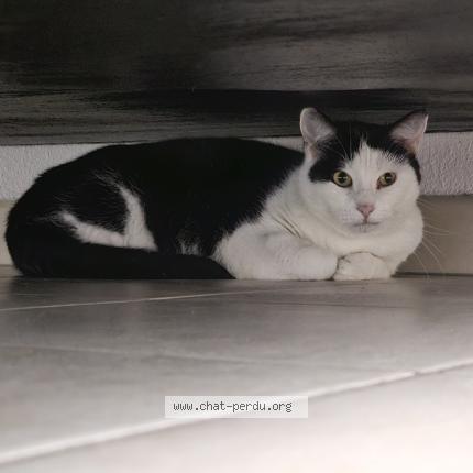 Foto 1/1 Wisocka Chat perdido en Aigues mortes