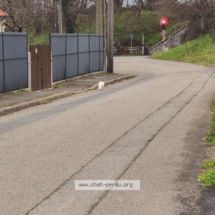 Foto 1/1 Gato encontrado Encontrado en Arnage