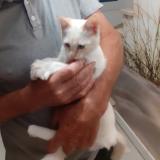 Foto del gato perdido en Landavran