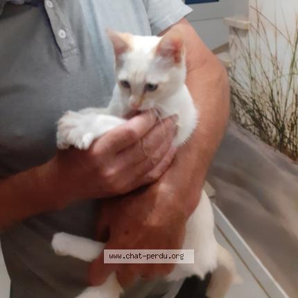 Foto 1/1 Duchesse Chat perdido en Landavran