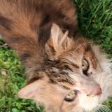 Foto de gato encontrado en Chantenay Villedieu