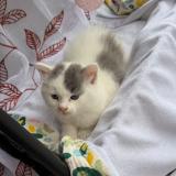 Foto del gato perdido en Tampon