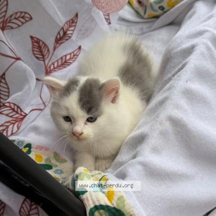 Foto 1/1 luna Chat perdido en Tampon