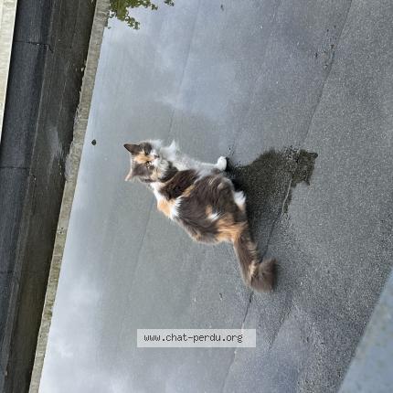 Foto 1/1 Didoune Chat perdido en Brest