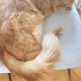 Foto del gato perdido en Bonnemain