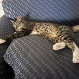 Foto del gato perdido en San Diego