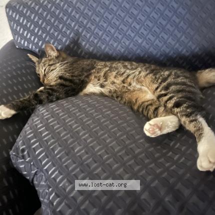 Foto 1/1 Luna Chat perdido en San diego