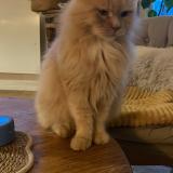 Foto del gato perdido en Hennebont