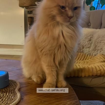 Foto 1/1 Edgard Chat perdido en Hennebont