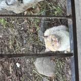 Foto de gato encontrado en Avancon