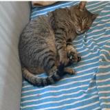 Foto del gato perdido en Mandelieu La Napoule