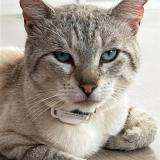 Foto del gato perdido en Chessy