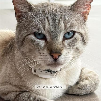 Foto 1/1 MINOU Chat perdido en Chessy