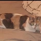 Foto del gato perdido en Saint Ouen