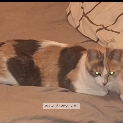 Foto 1/1 Milkha Chat perdido en Saint ouen