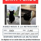 Foto del gato perdido en Toulouse