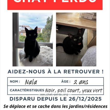 Foto 1/1 Nala Chat perdido en Toulouse