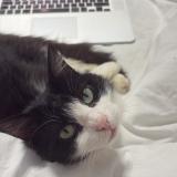 Foto del gato perdido en Bastia