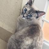 Foto del gato perdido en San Vicente