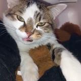 Foto del gato perdido en Clichy