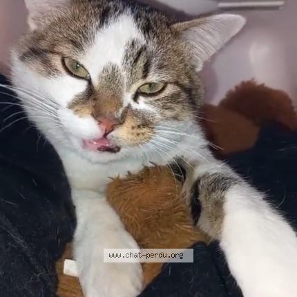 Foto 1/1 Pipou Chat perdido en Clichy