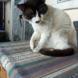 Foto del gato perdido en Aurora