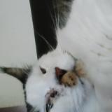 Foto del gato perdido en Villers Les Nancy